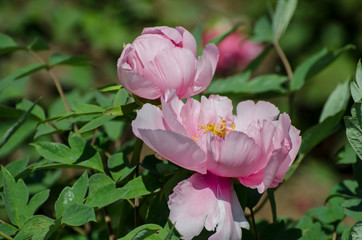 A peony flower in full bloom