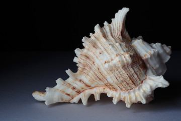 sea shell isolated on white background