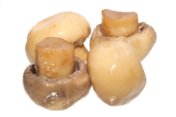 mushrooms isolated on white background