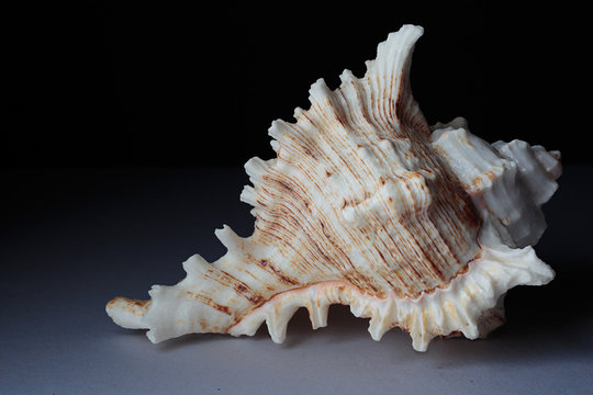 sea shell isolated on white background