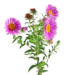 alpine aster isolated on white background