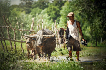 Farmer with buffalo walking Asia farmer drag buffalo his in field countryside animal engagement...