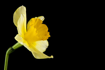 yellow daffodil flowers isolated on black background