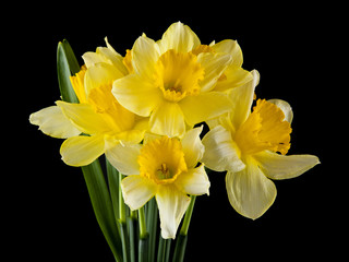 Naklejka na ściany i meble yellow daffodil flowers isolated on black background