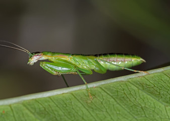 Macro Photo of Praying Mantis on Green Leaf