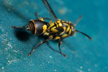 Macro Photo Abdomen and Stinger of Wasp on Turquoise Floor