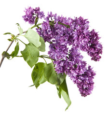 lilac flowers isolated on white background