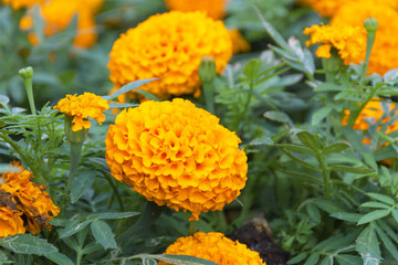 Orange marigolds are blooming beautiful.