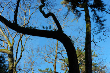 Tree branch silhouette