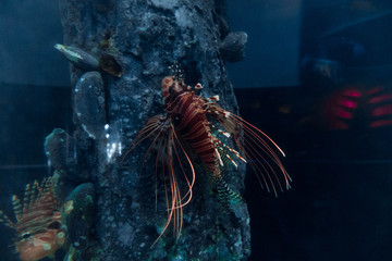 Lionfish, fish