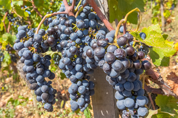 grappes de raisin dans les vignes avant les vendanges 