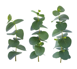Fototapeta na wymiar Eucalyptus three twigs with green leaves isolated on white background