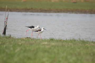 storks in nest