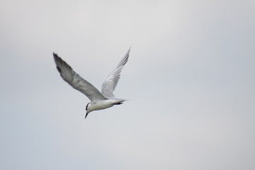 seagull flying in the sky