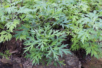 young plants in the garden