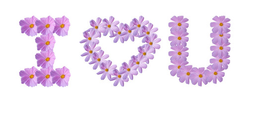 Message of I Love You by Pink Beautiful Sulfur Cosmos Flower isolated on white background.