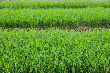 field of wheat