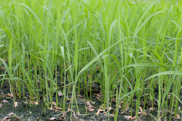 green grass with water drops
