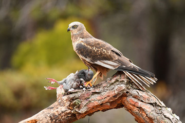 Aguila lagunero macho en uno de sus posaderos
