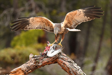 Aguila lagunero macho en uno de sus posaderos con las alas abiertas