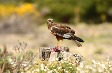 Aguila lagunero macho en uno de sus posaderos