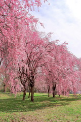 満開の枝垂桜