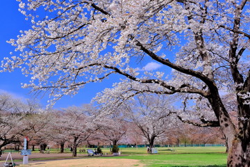 Fototapeta premium 満開のソメイヨシノ