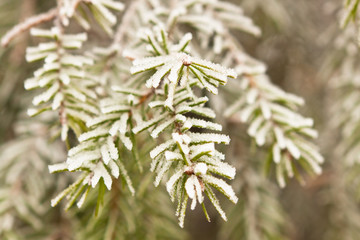 Frozen pine leaves. Frozen branch. Snow on branch. Winter
