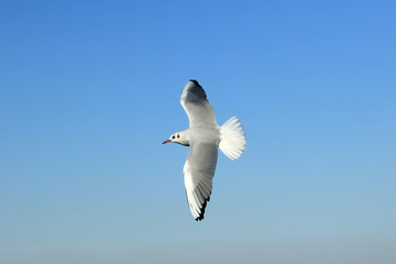 飛ぶユリカモメ