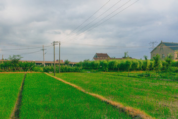 Fototapeta na wymiar Houses and highway by fields in the countryside near Jiaxing, China