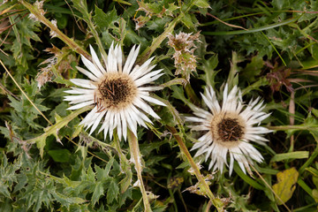 Silberdistel (Carlina acaulis), Allg&auml;uer Alpen, Vorarlberg, &Ouml;sterreich