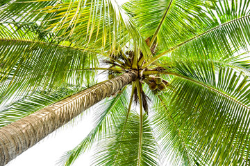 Panele Szklane  piękna palma