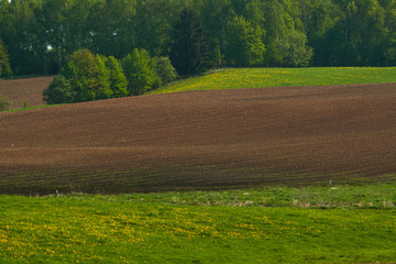 Green field and blue sky landscape