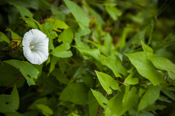 Bindweed flower