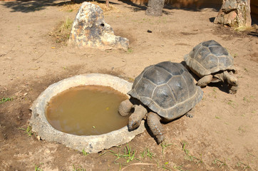 Two old tortoises bask under the sunlight on the sand next to the small pool. Top view.