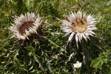 Silberdistel (Carlina acaulis), Allgäuer Alpen, Vorarlberg, Österreich