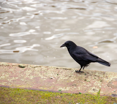 Rabe am Wasser