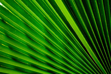 Obraz premium Abstract image of green palm leaf for background.