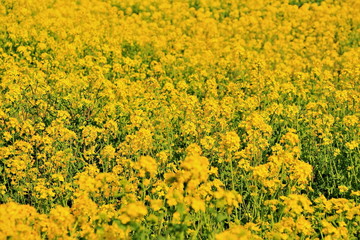 Obraz premium 陽射しを受ける菜の花