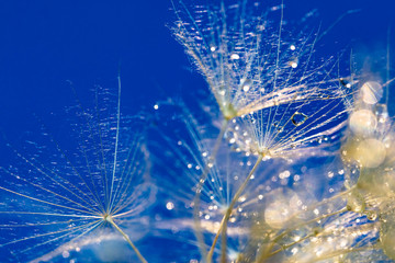 dandelion close up after rain 