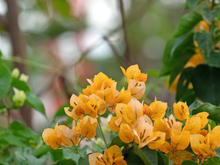 Close up Group of Yellow Bougainvillea Flowers Isolated on Background