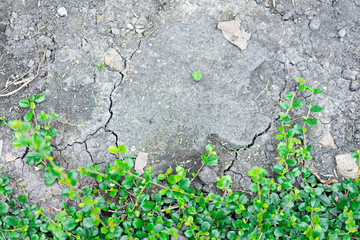 Green leaf with Dry ground texture for background.  Environment concept