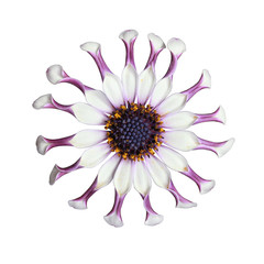 Obraz premium Osteospermum 'Whirlygig'