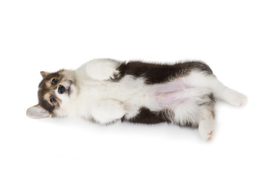 Fototapeta na wymiar Welsh Corgi puppy lying on his back in studio