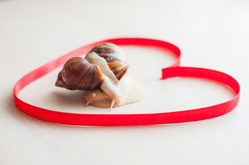 Two snails Achatina inside the heart of a red ribbon