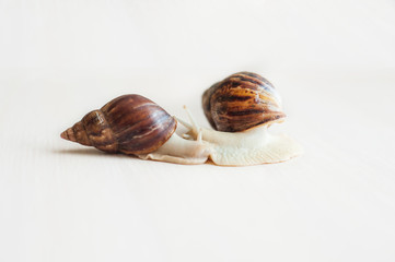 Two Giant african snails on wood background.