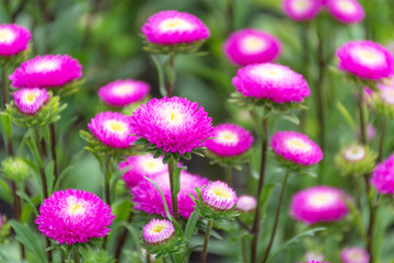 Obraz premium Pink chrysanthemum blooming beautiful.