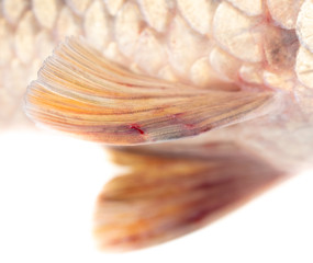 Fin fish carp isolated on white background