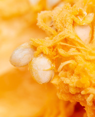 Orange pulp with seeds in a pumpkin as background