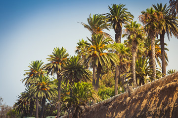 Fototapeta na wymiar Palms in Palisades park in Santa Monica
